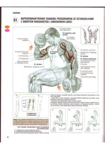 Biceps Ćwiczenie nr.1