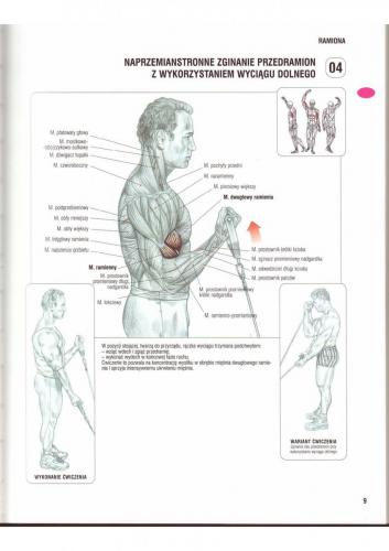 Biceps Ćwiczenie nr.3