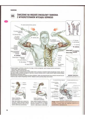 Biceps Ćwiczenie nr.2